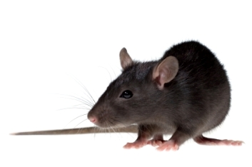 mouse pest